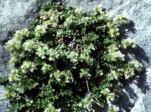 dolamaotu dolamaotudrogbacemile