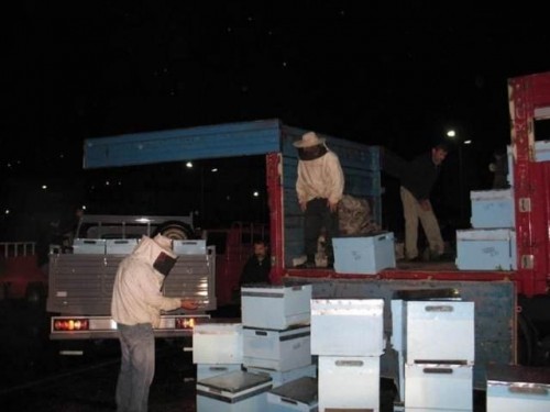 BALCİLARGİRESUN giresunaricilari