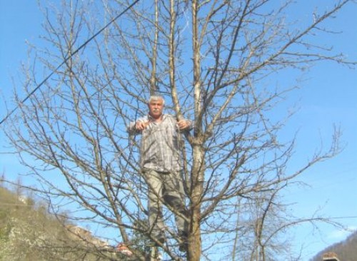 canakciarmutkirazkorumaaltinda