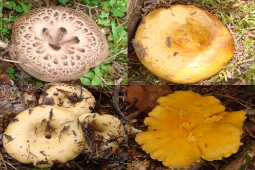 sebinkrahisarmantaripazarda