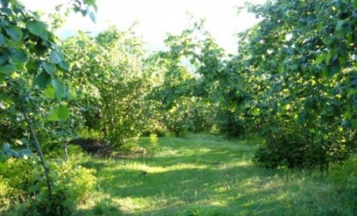 giresunyagliderefindikbahcesi