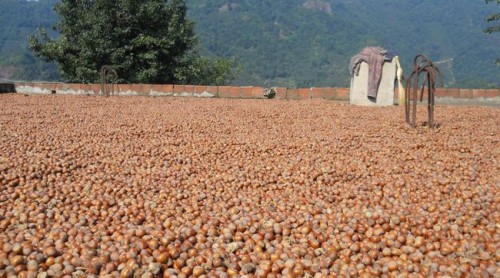 findikharmanda kuzgunkoyufindikharmani