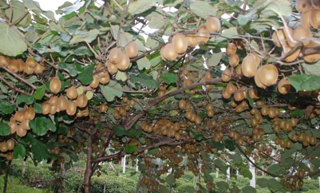 kiviuretimiyaglidere giresunyagliderekivi