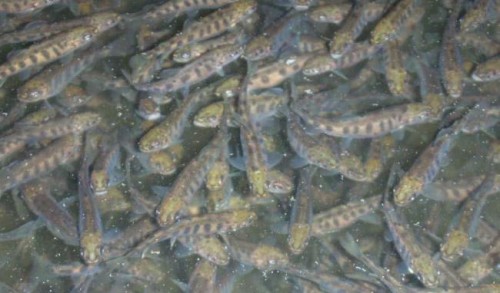 atakoyalabalikhaberi giresunatakoyalabalik