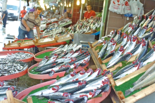 IZMIT BALIK PAZARINDA BALIGIN BOLLASMASI NEDENIYLE FIYATLARDA DUSUS YASANDI. PALAMUT TANE FIYATI 15'TL DEN 5 TL'YE DUSTU. (FOTOGRAF.DHA-ERGUN AYAZ-IZMIT)