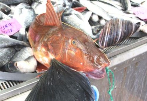 kirlangicbaligigiresun