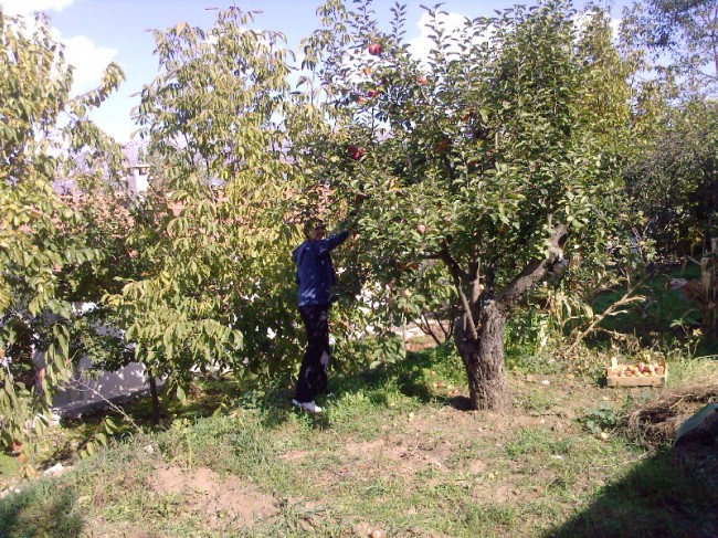 giresun espiye elma toplarken öldü