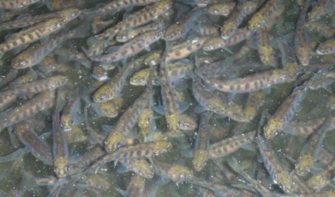 atakoygiresunalabalik